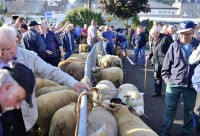 La foire aux moutons de Saint-Sever