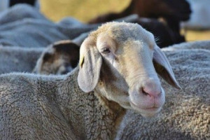 Foire aux moutons de Saint-Sever