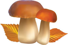 Sortie champignons : complet !