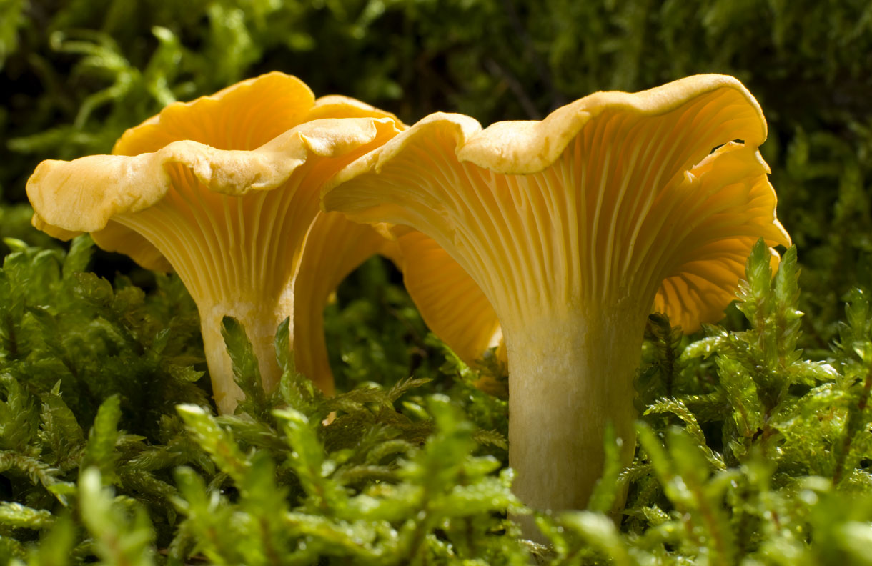 agenda champignons 2