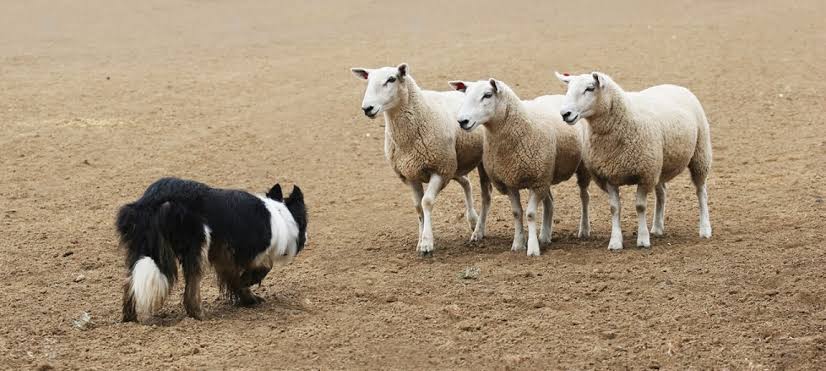 border collie