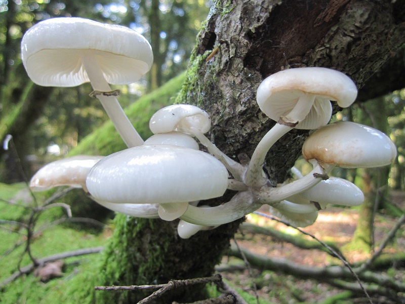 forêt biodiversité