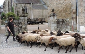 moutons.jpeg